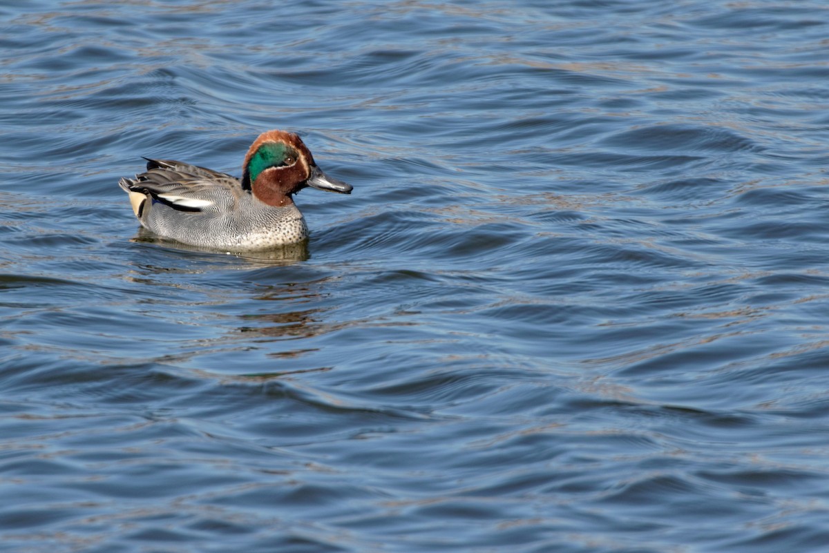 Green-winged Teal - ML619216919