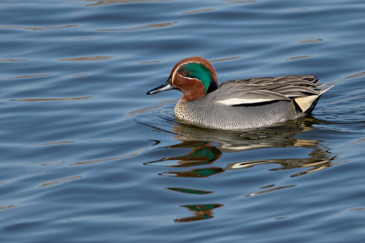 Green-winged Teal - ML619216920