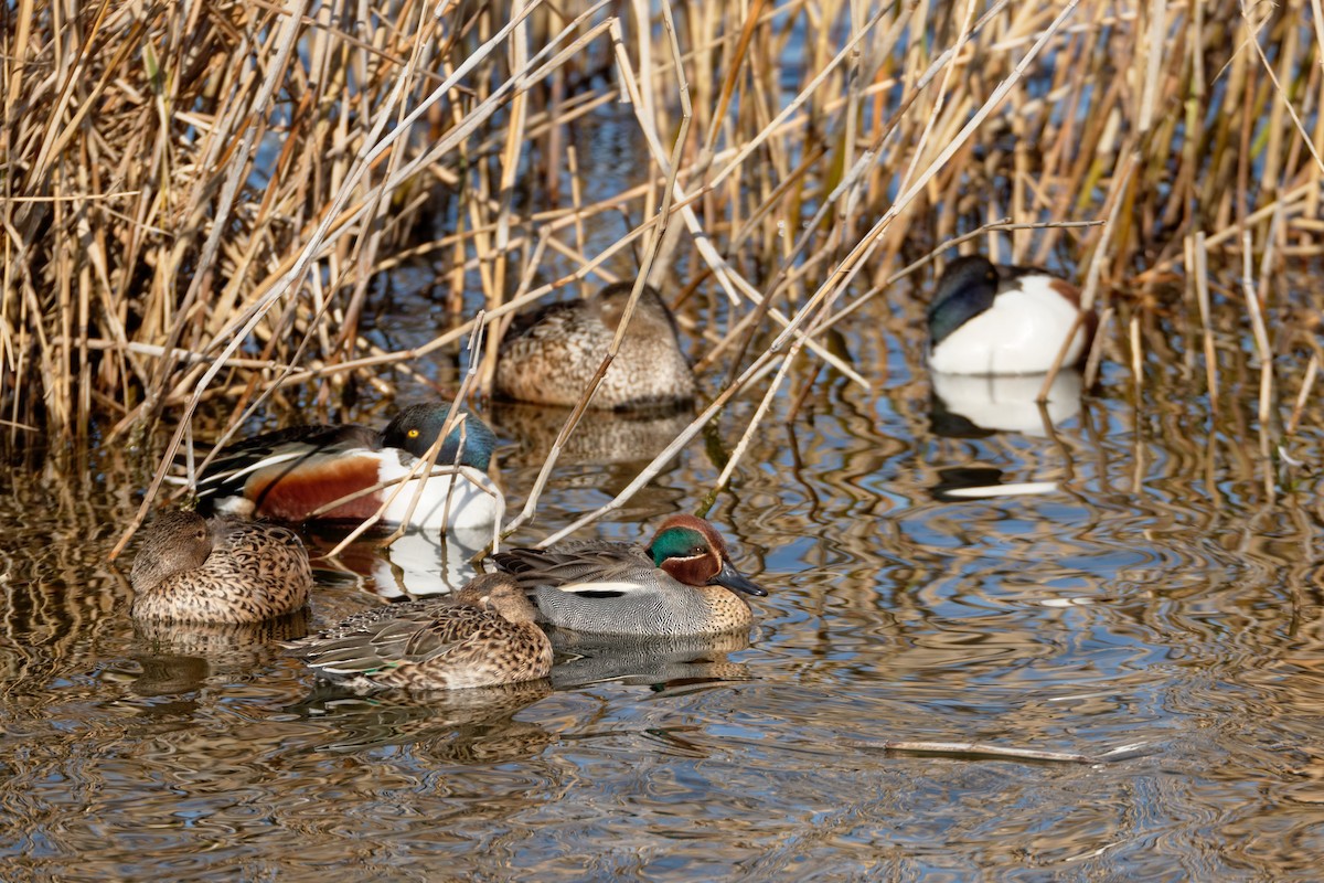 Green-winged Teal - ML619216921