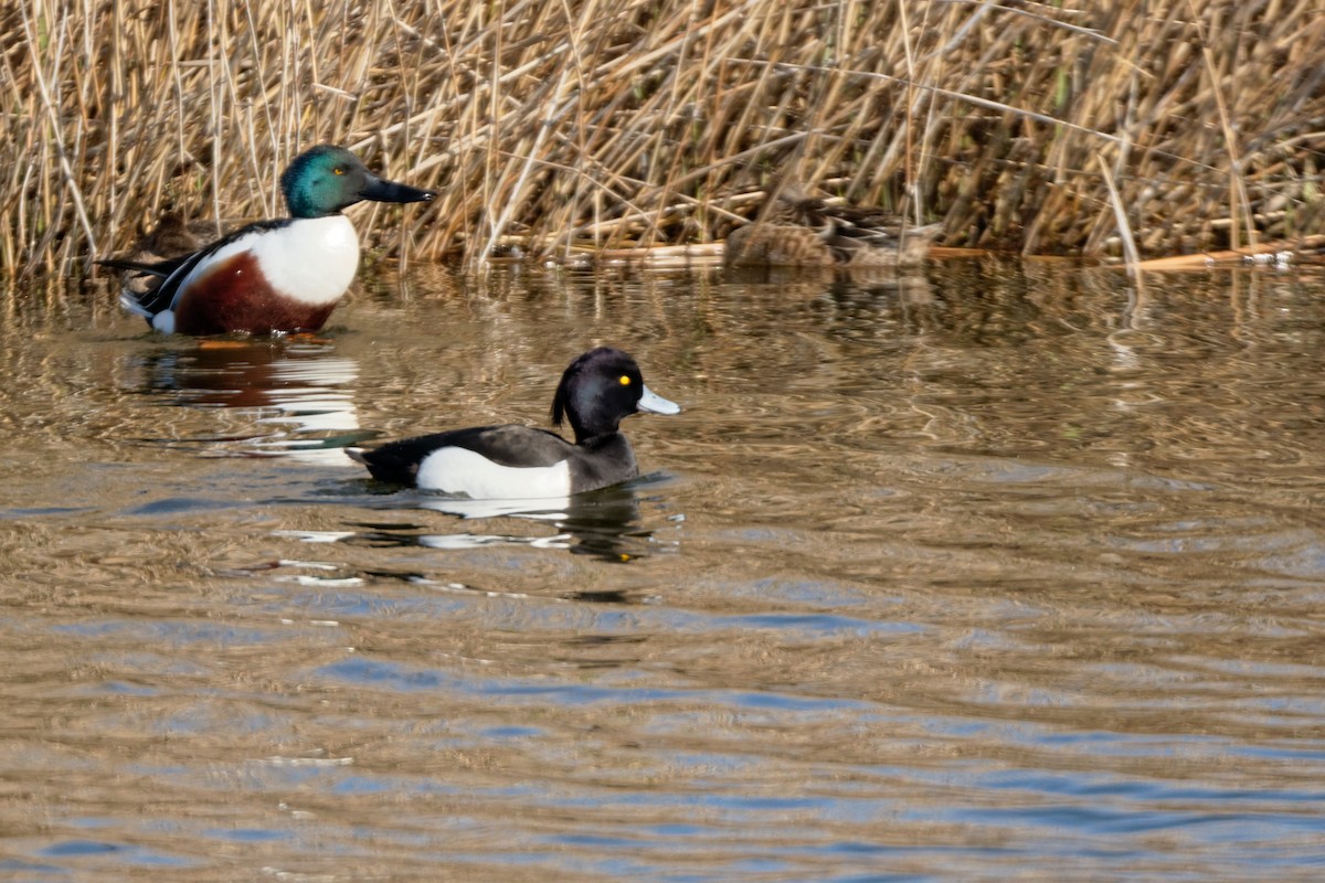 鳳頭潛鴨 - ML619216923