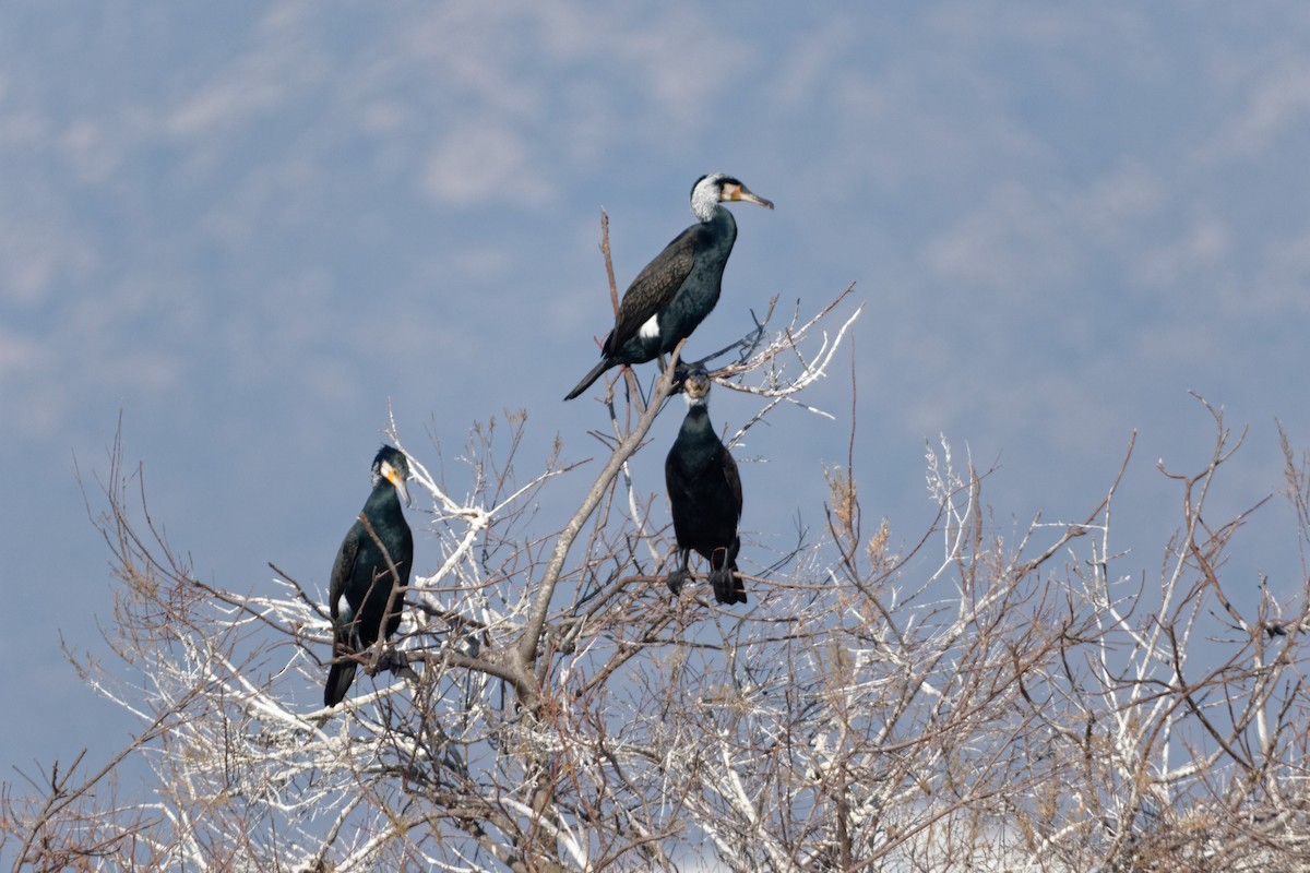 Great Cormorant - Anonymous