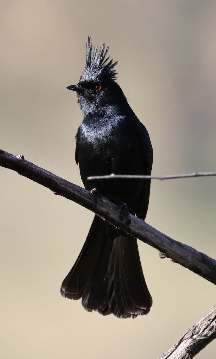 Phainopepla - J. Breckenridge