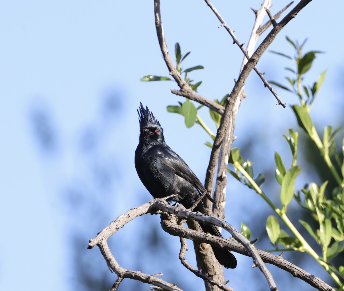 Phainopepla - J. Breckenridge