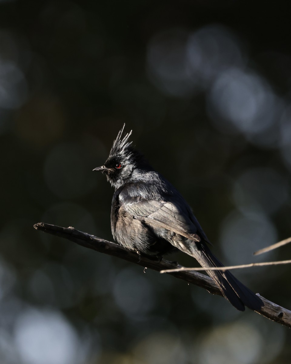 Phainopepla - J. Breckenridge