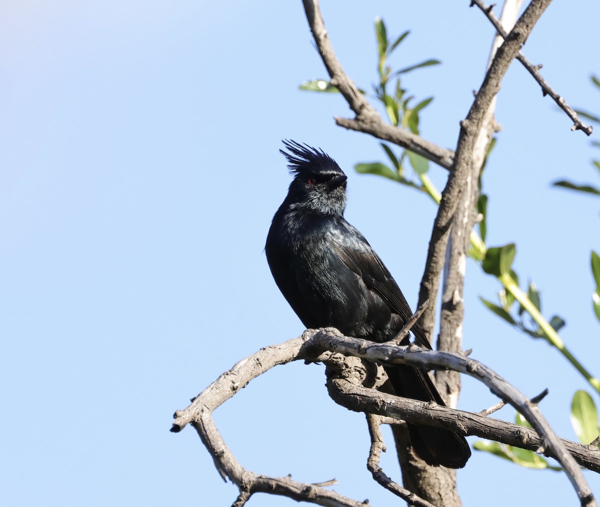 Phainopepla - J. Breckenridge