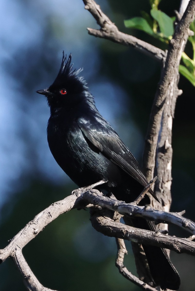 Phainopepla - J. Breckenridge