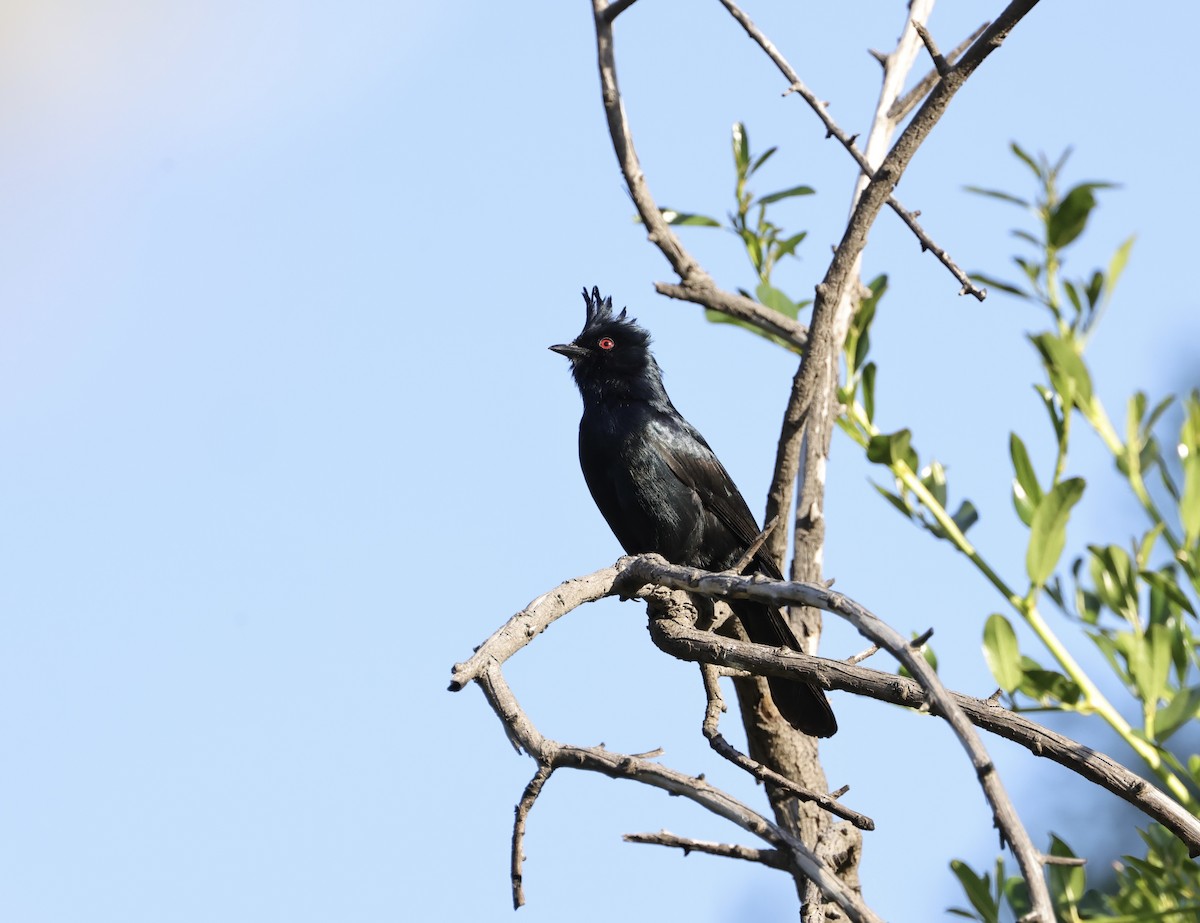 Phainopepla - J. Breckenridge