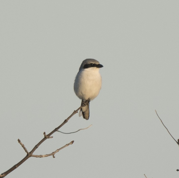 Loggerhead Shrike - ML619216967