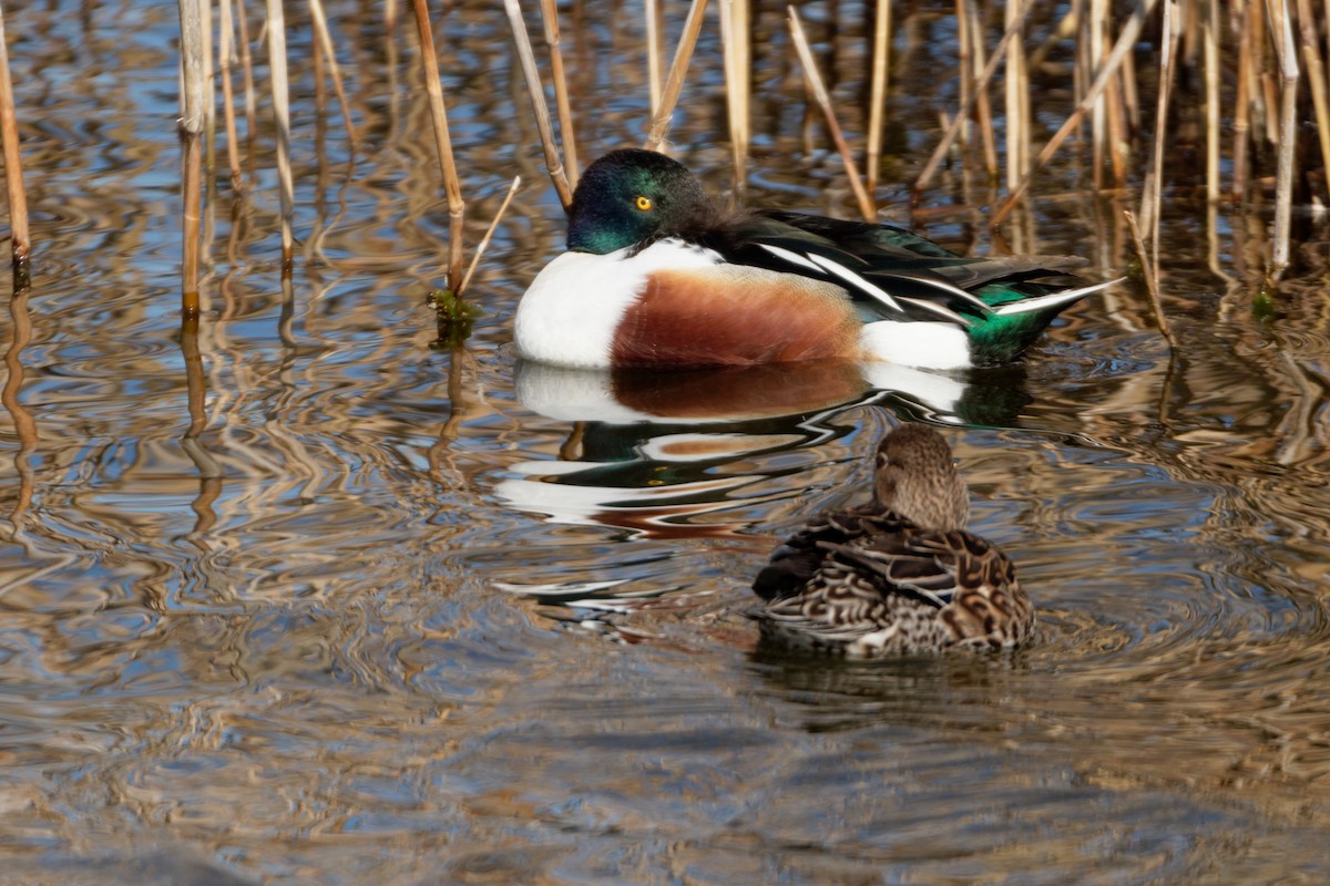 Northern Shoveler - ML619216970