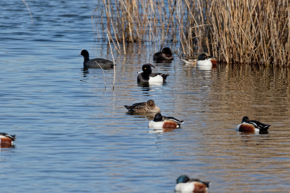 Tufted Duck - ML619216971