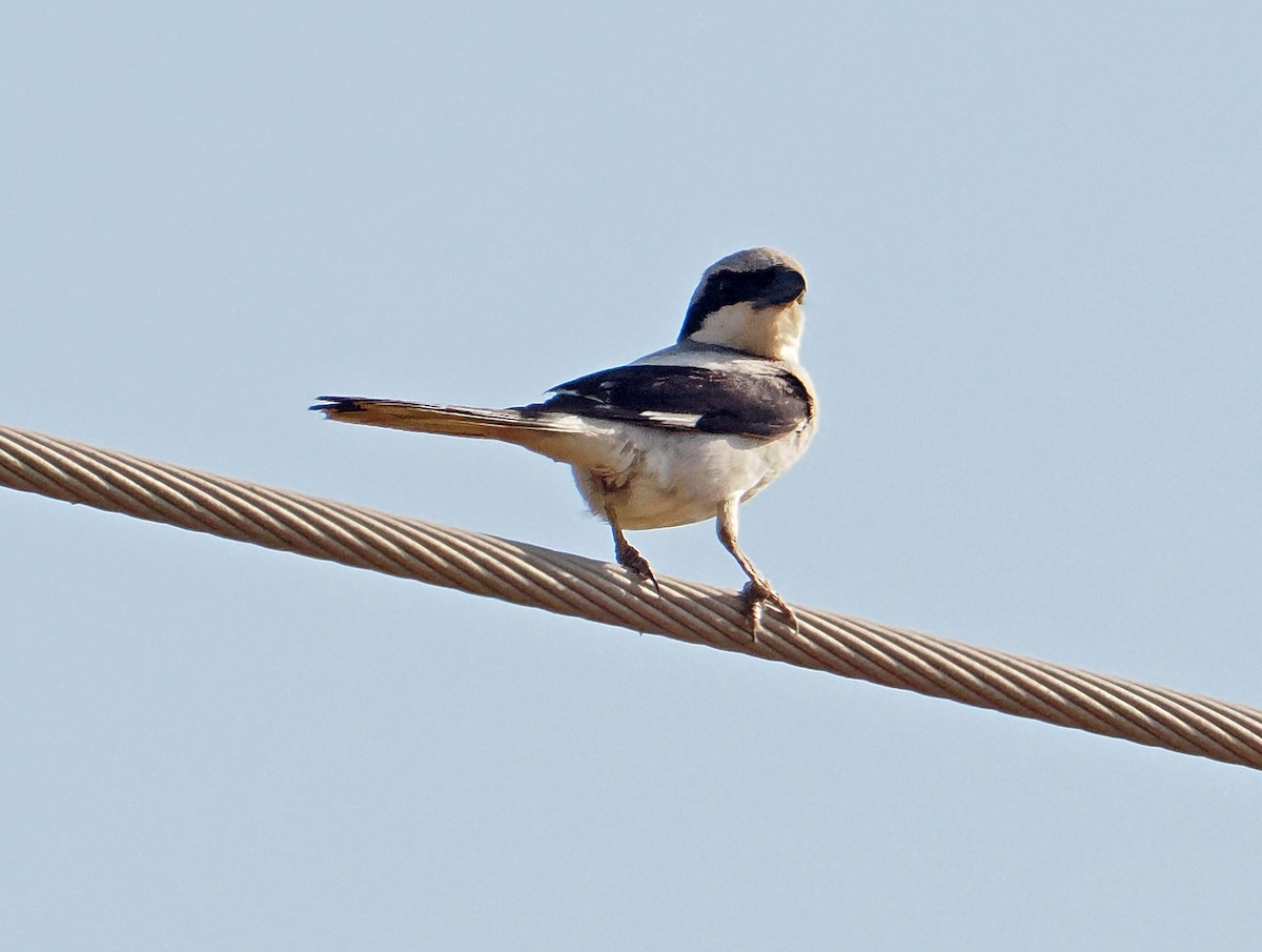 Great Gray Shrike (Arabian) - ML619216975