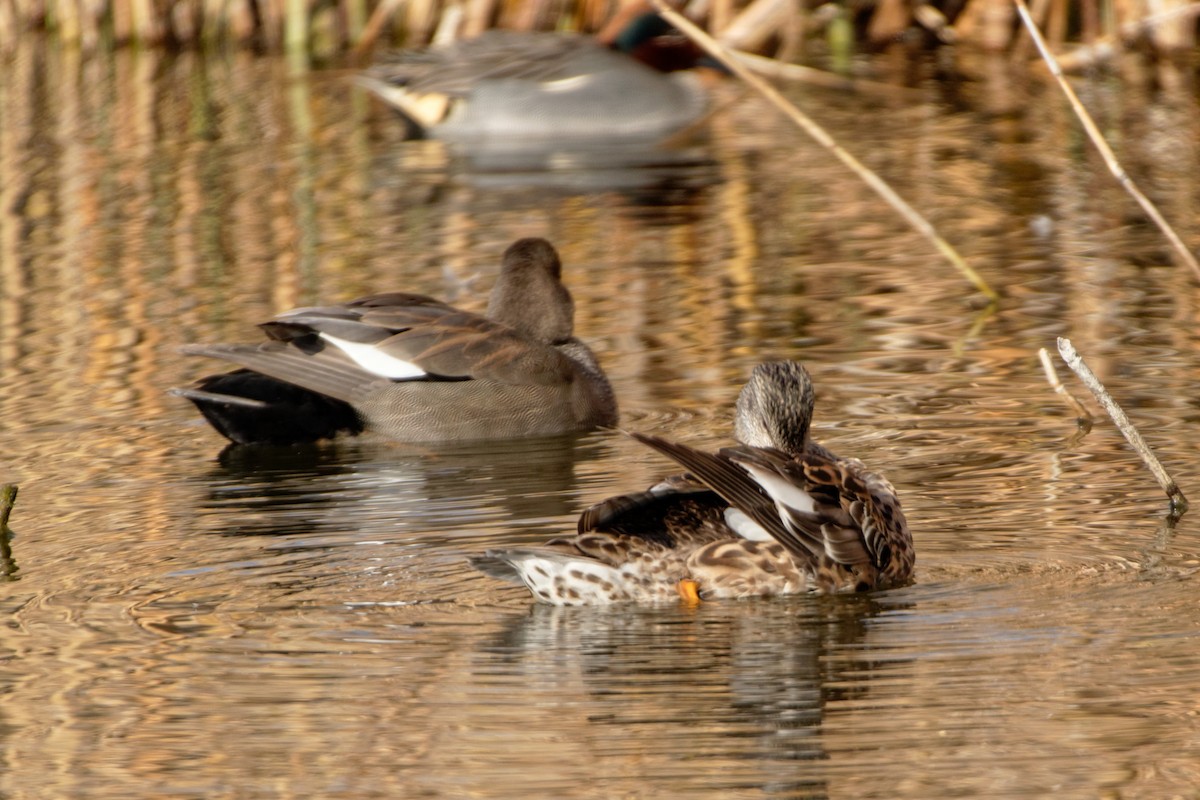 Gadwall - Anonymous