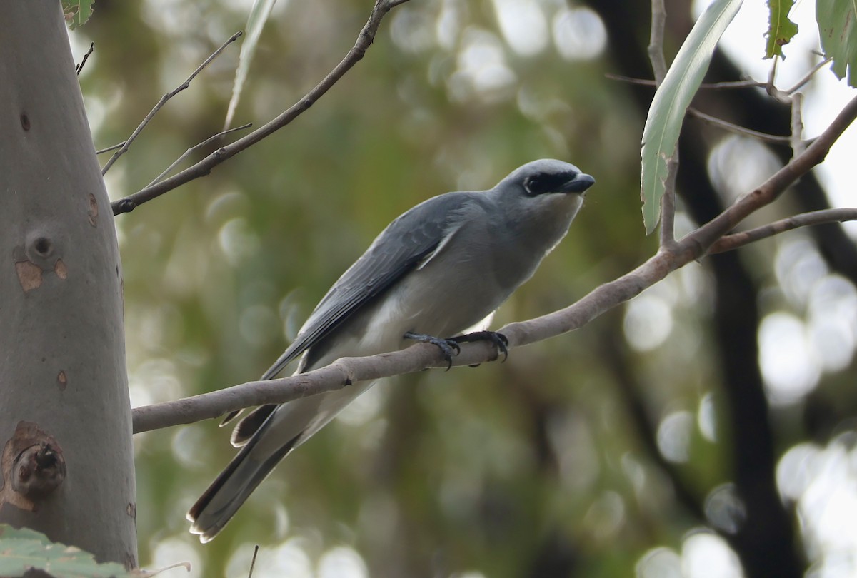 White-bellied Cuckooshrike - Kerr Brad