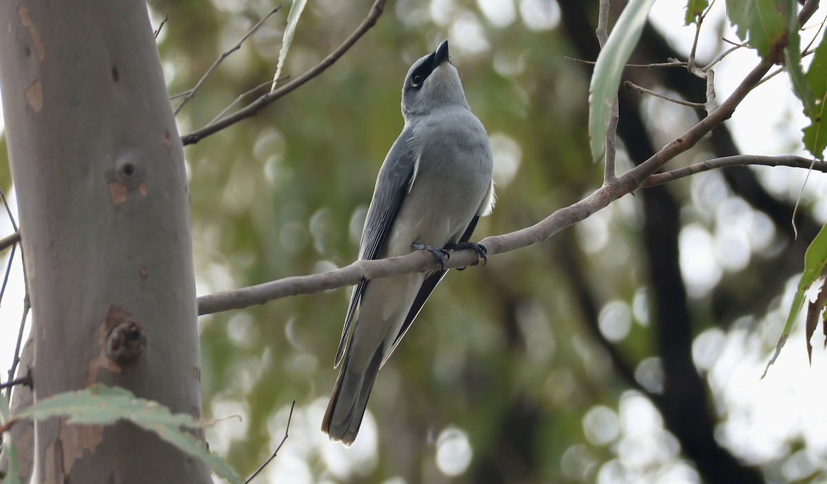 White-bellied Cuckooshrike - Kerr Brad