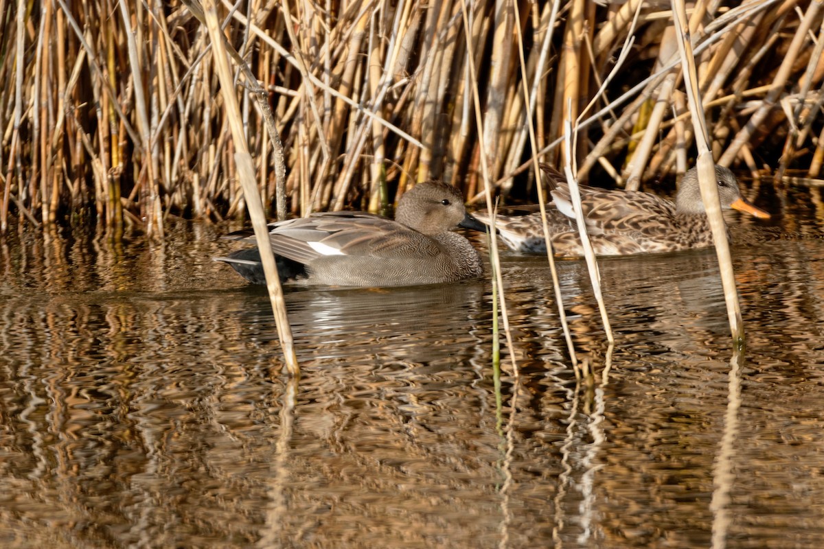 Gadwall - ML619216988