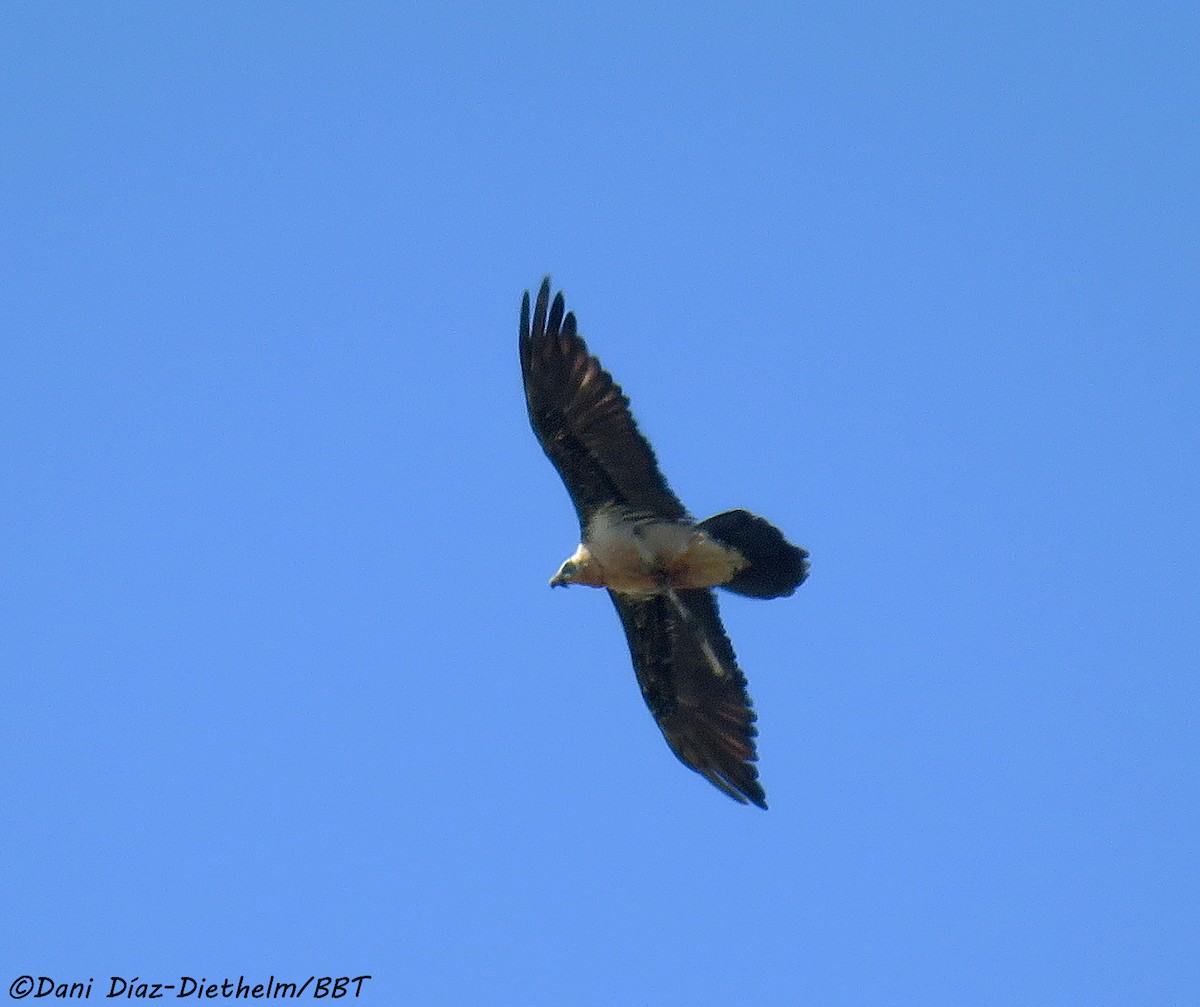 Bearded Vulture - ML619216989