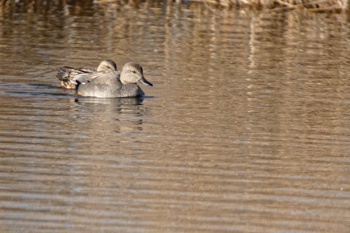 Gadwall - ML619216990