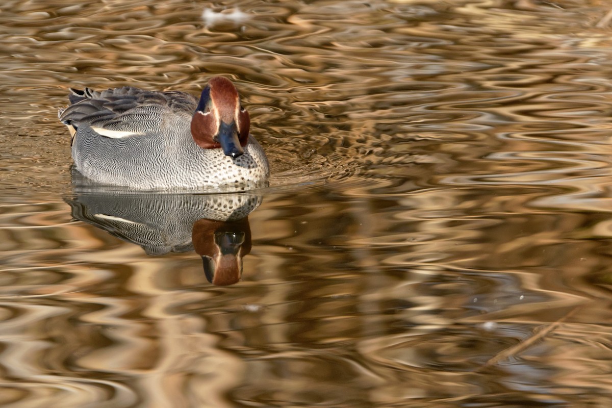 Green-winged Teal - Anonymous