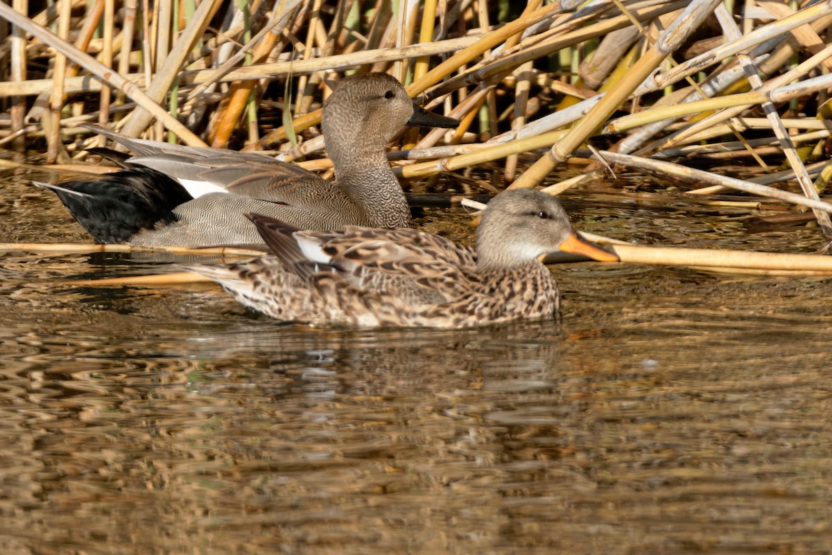 Gadwall - ML619216996