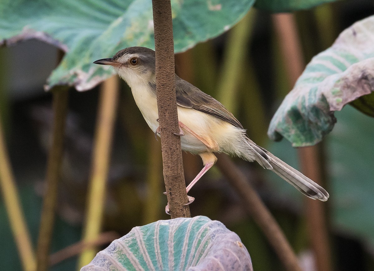 Plain Prinia - John le Rond