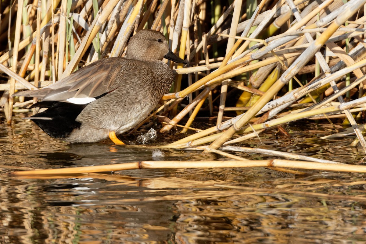 Canard chipeau - ML619217000