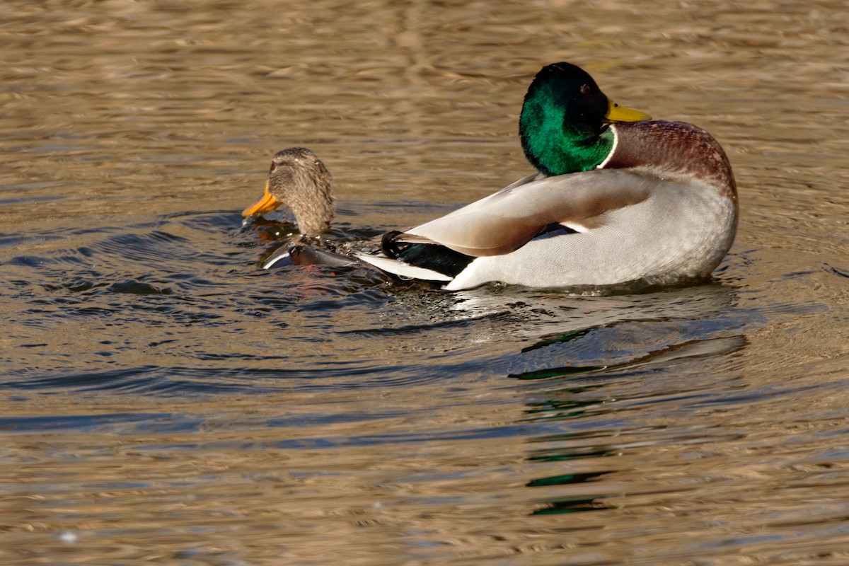 Mallard - Christophe PASQUIER