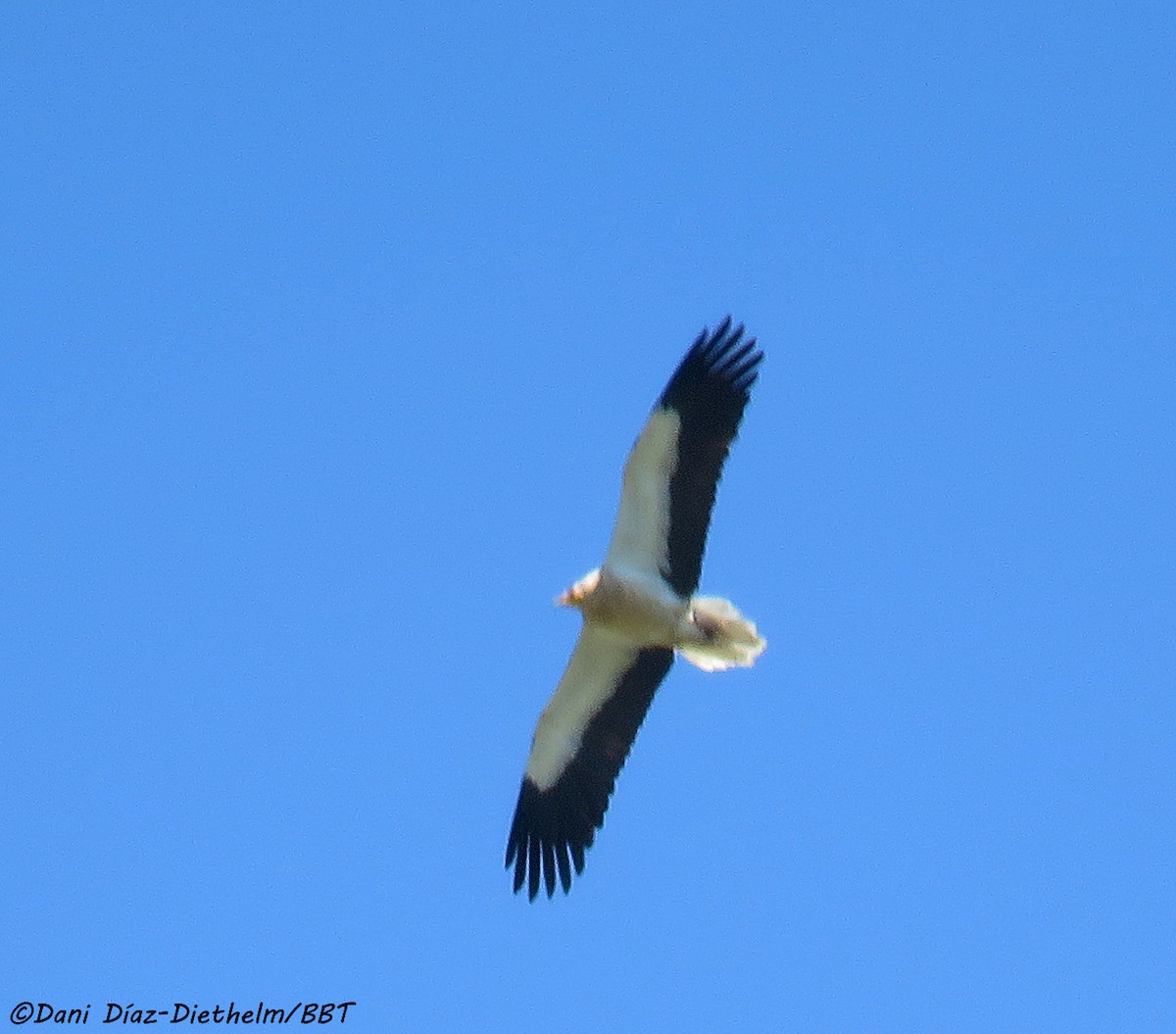Egyptian Vulture - Anonymous