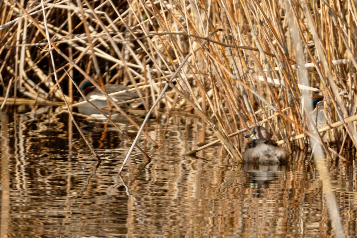 Little Grebe - Anonymous