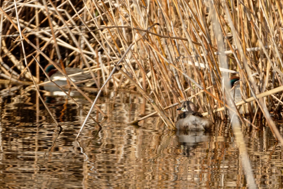 Little Grebe - ML619217006