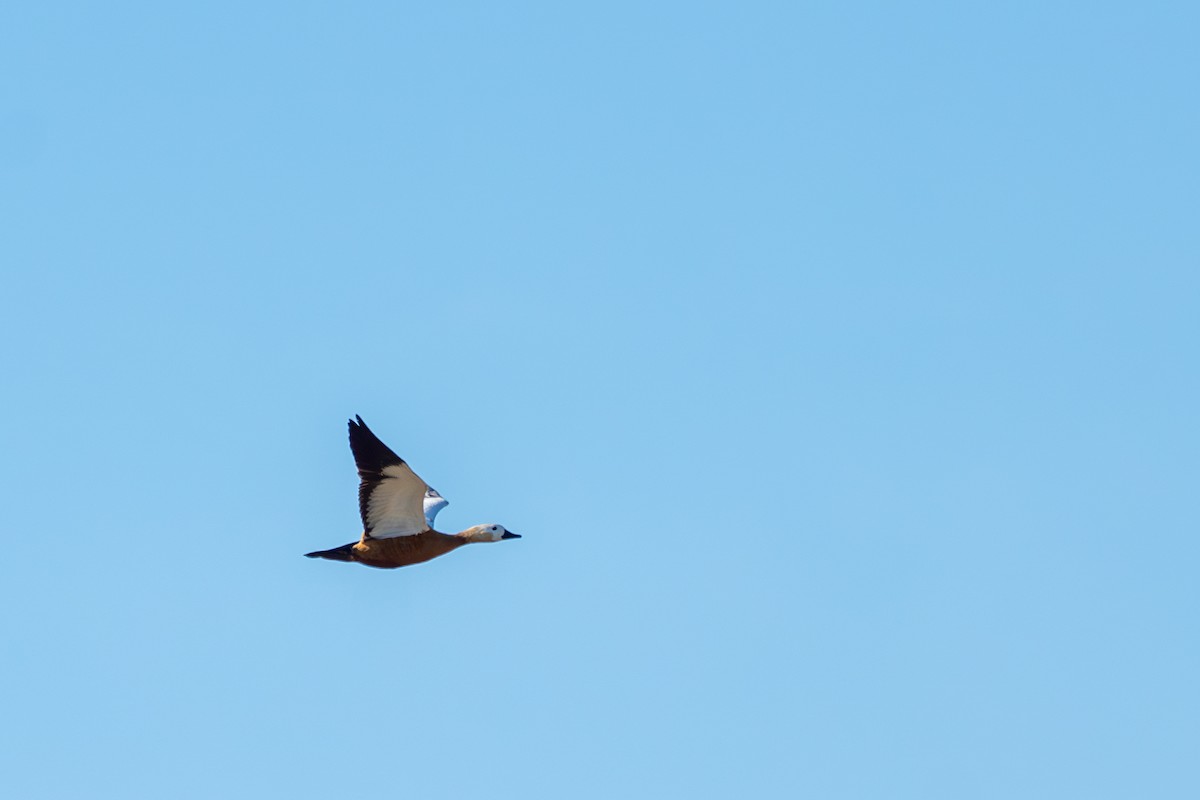 Ruddy Shelduck - ML619217007