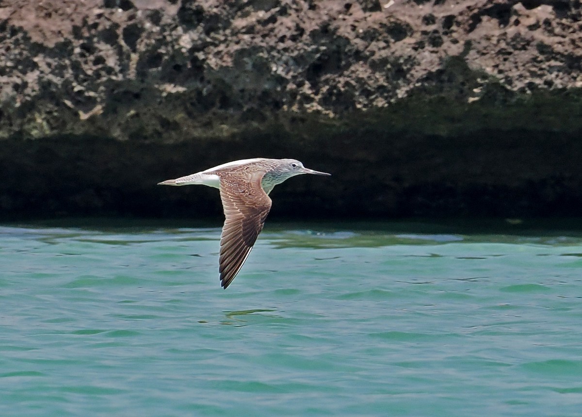 Common Greenshank - ML619217008