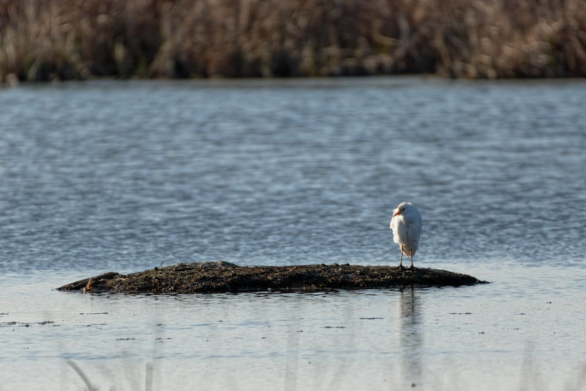 Египетская цапля (ibis) - ML619217009