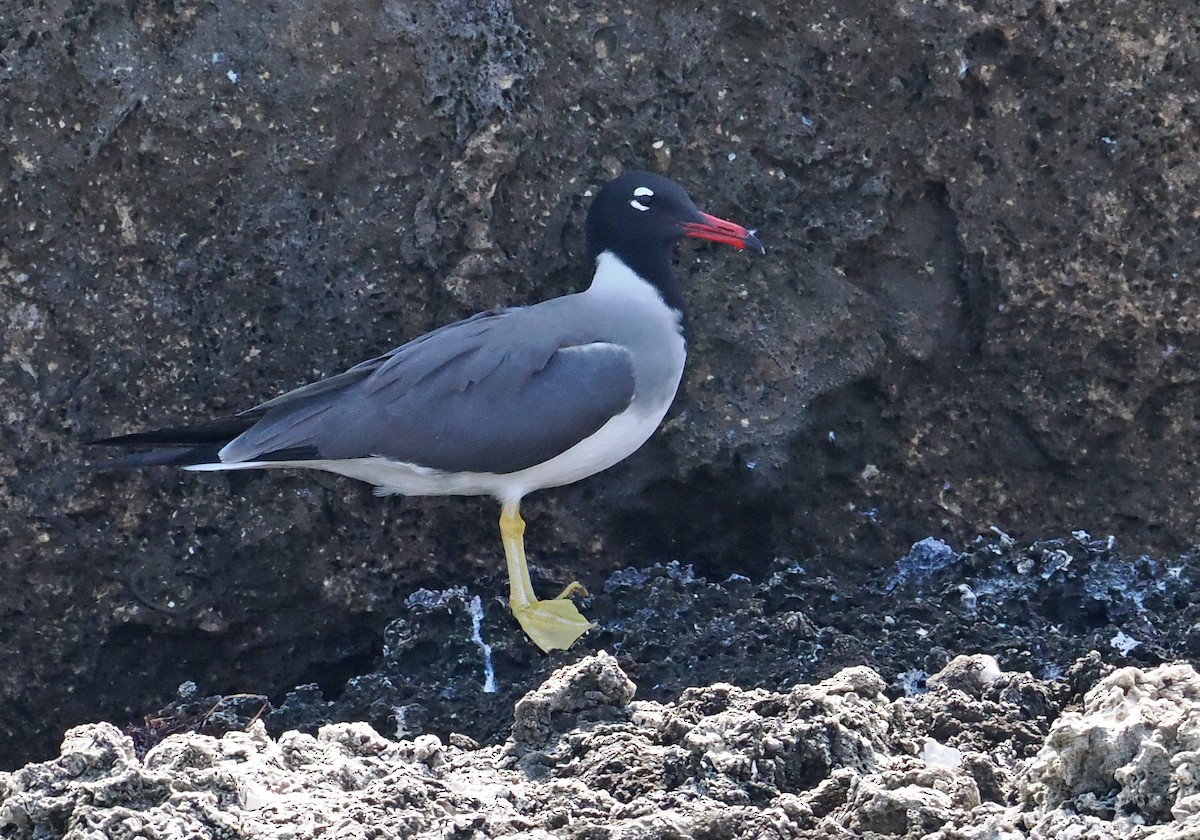 Gaviota Ojiblanca - ML619217015