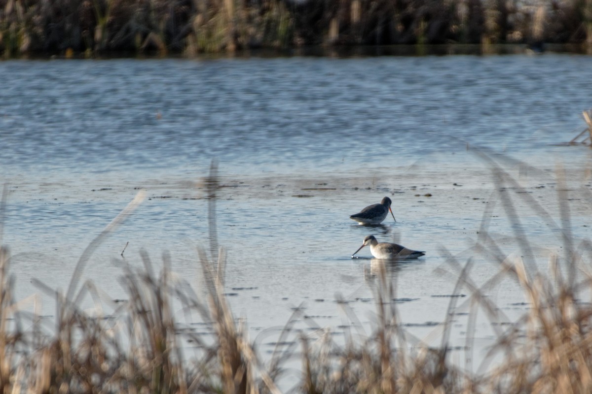 Black-tailed Godwit - ML619217017