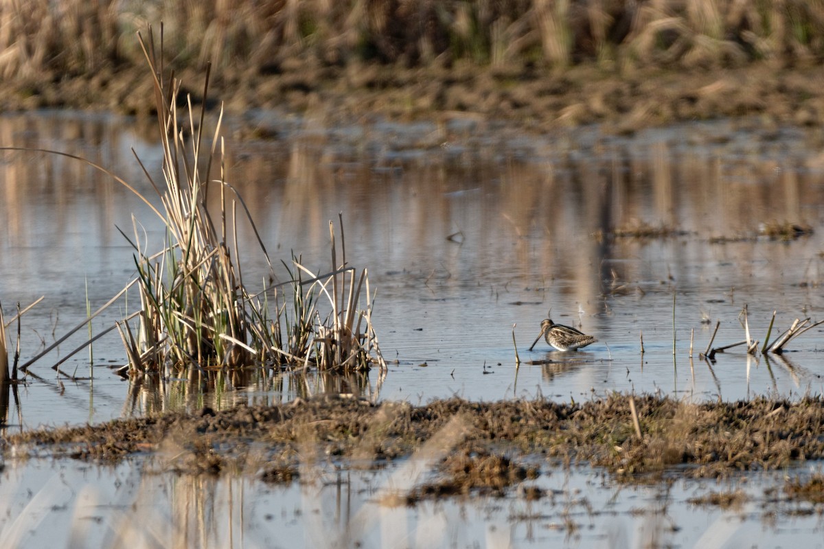 Common Snipe - ML619217024