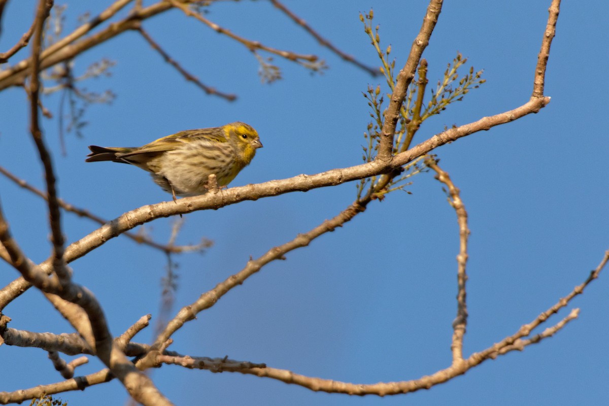 European Serin - ML619217028