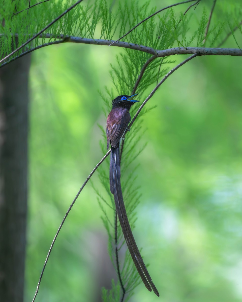 Black Paradise-Flycatcher - Falk Wirsam