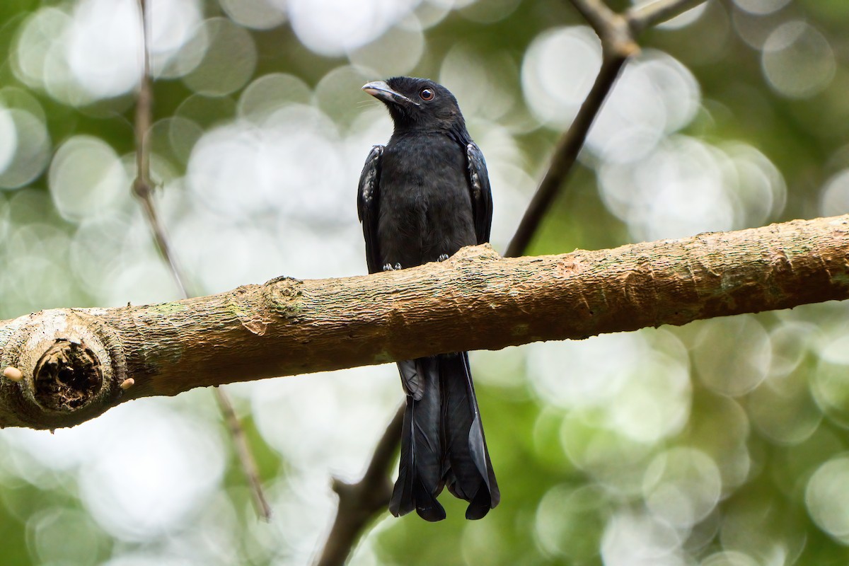 Greater Racket-tailed Drongo - Yuh Woei Chong