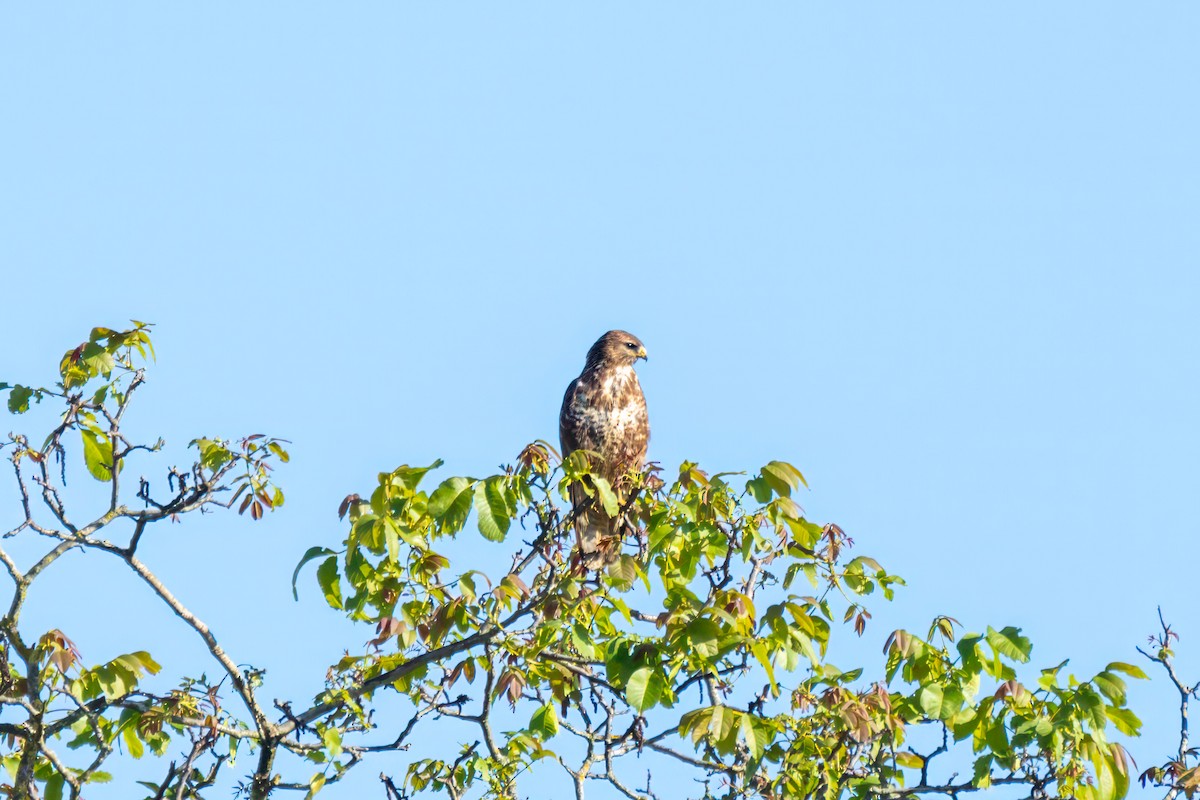 Common Buzzard - ML619217045