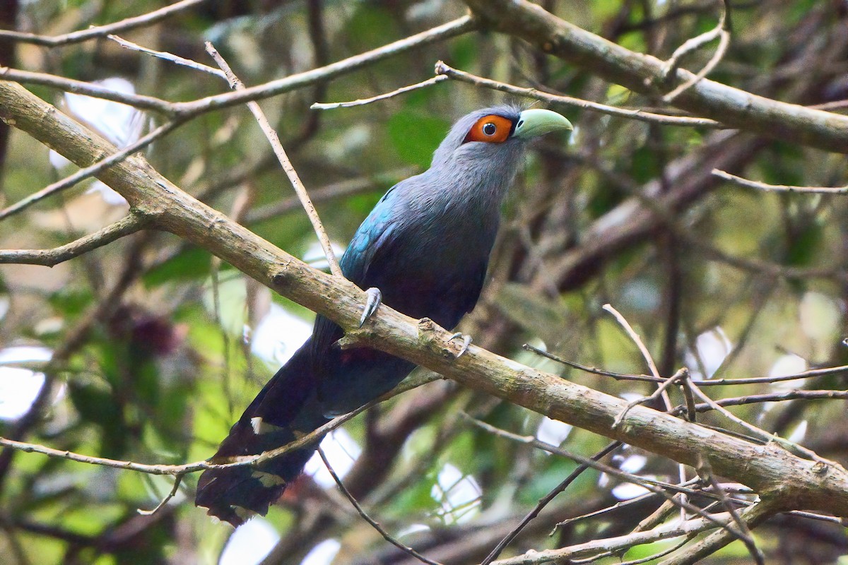 Chestnut-bellied Malkoha - ML619217053