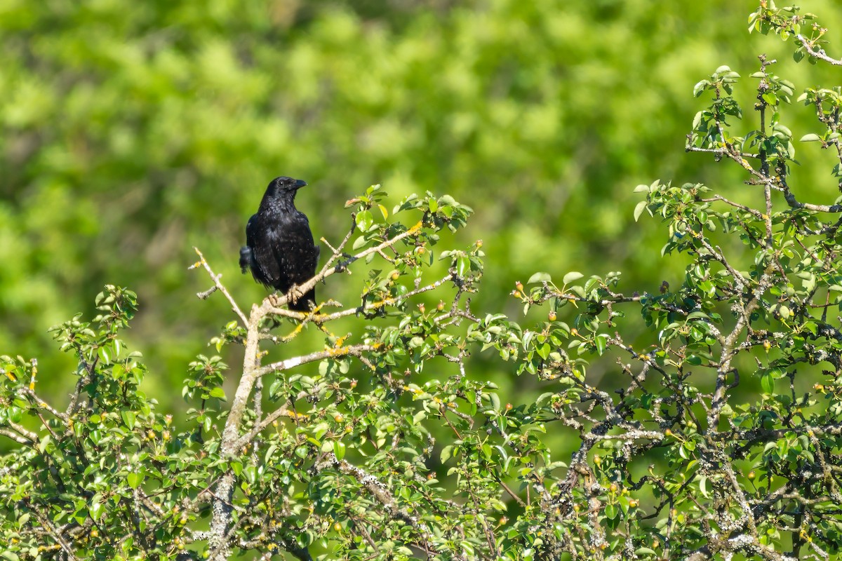 Common Raven - ML619217054