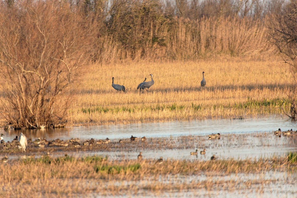 Common Crane - Anonymous