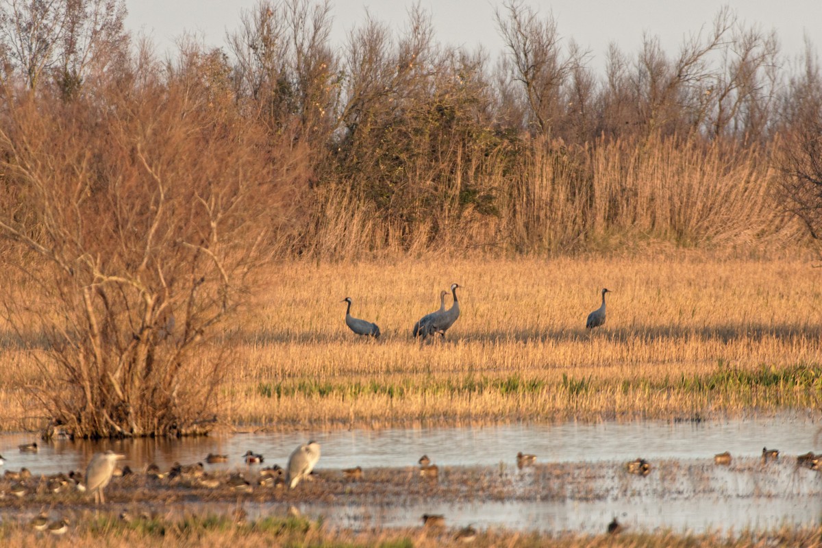 Common Crane - Anonymous