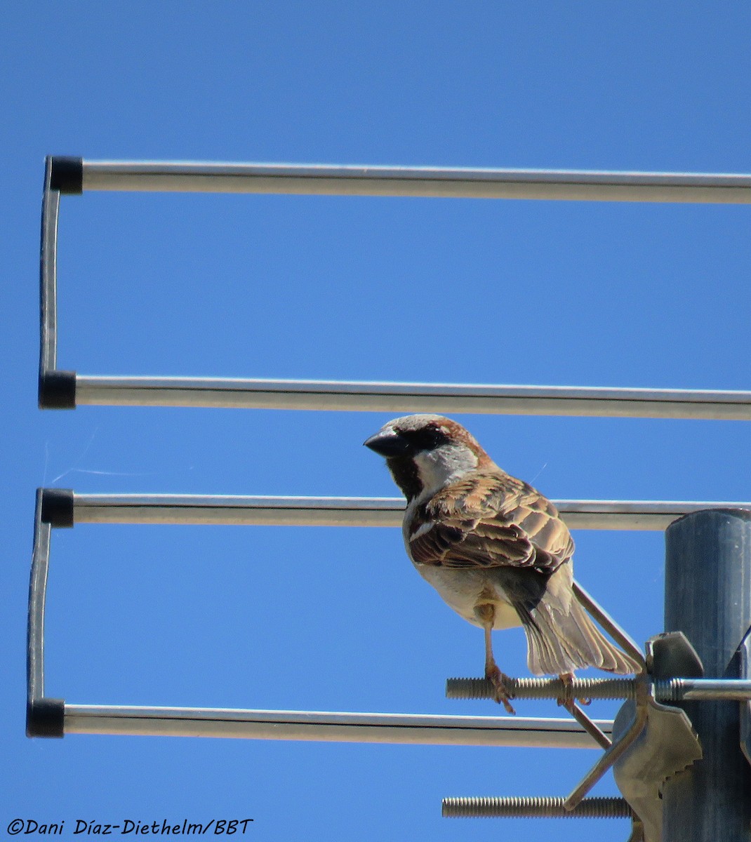 House Sparrow - Anonymous