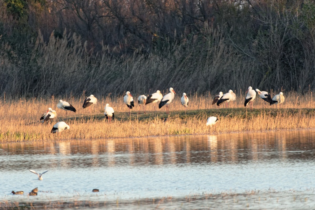 White Stork - ML619217066