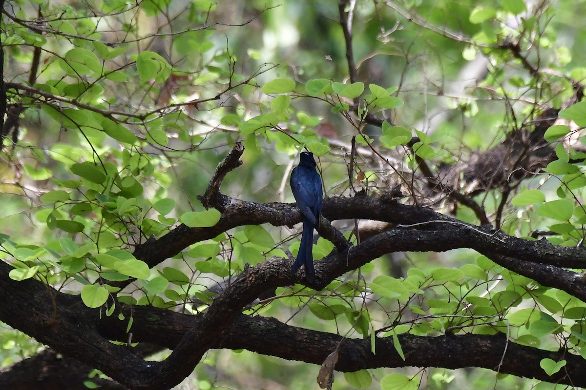 Fork-tailed Drongo-Cuckoo - Sathish Ramamoorthy