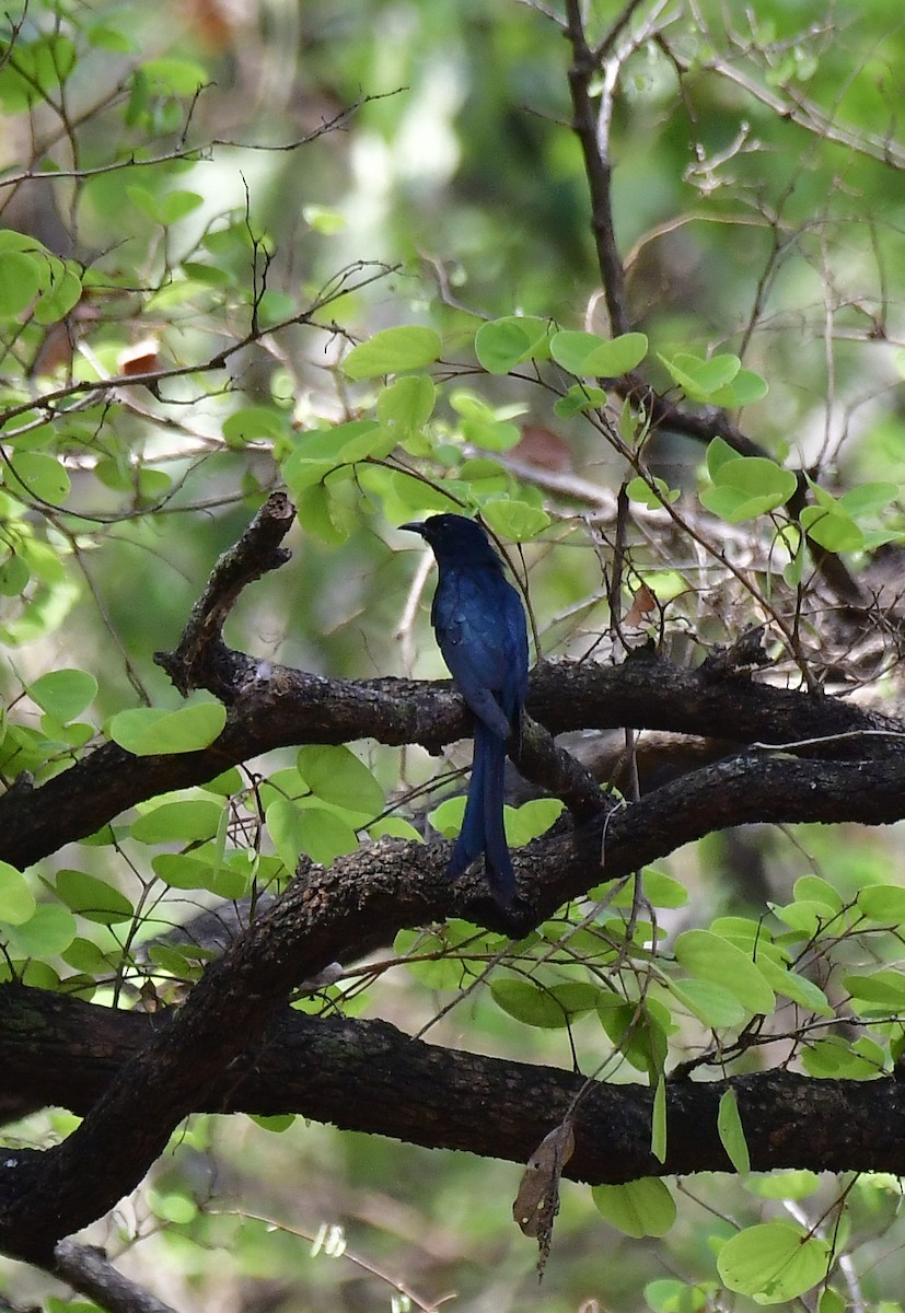 Fork-tailed Drongo-Cuckoo - Sathish Ramamoorthy