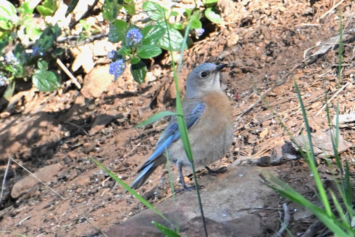 Western Bluebird - ML619217076