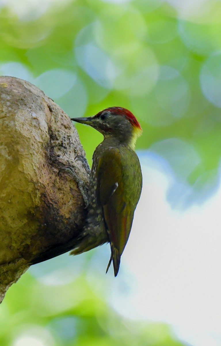 Lesser Yellownape - Sathish Ramamoorthy