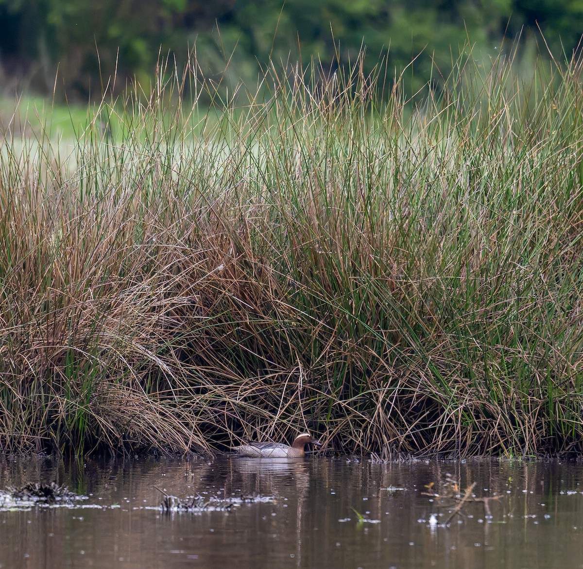 Garganey - Tracey Jolliffe